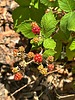 photo thumbnail #12