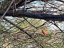 photo thumbnail #11