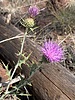 photo thumbnail #11