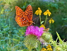 photo thumbnail #9