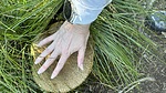 photo thumbnail #15