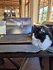 photo thumbnail #15