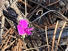 photo thumbnail #12