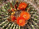 photo thumbnail #13