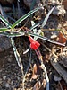 photo thumbnail #9