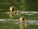 photo thumbnail #15