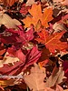 photo thumbnail #11