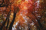 photo thumbnail #10
