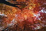 photo thumbnail #11