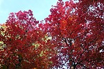 photo thumbnail #12