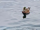 photo thumbnail #11