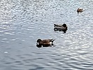 photo thumbnail #7