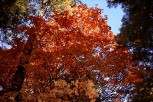 photo thumbnail #12